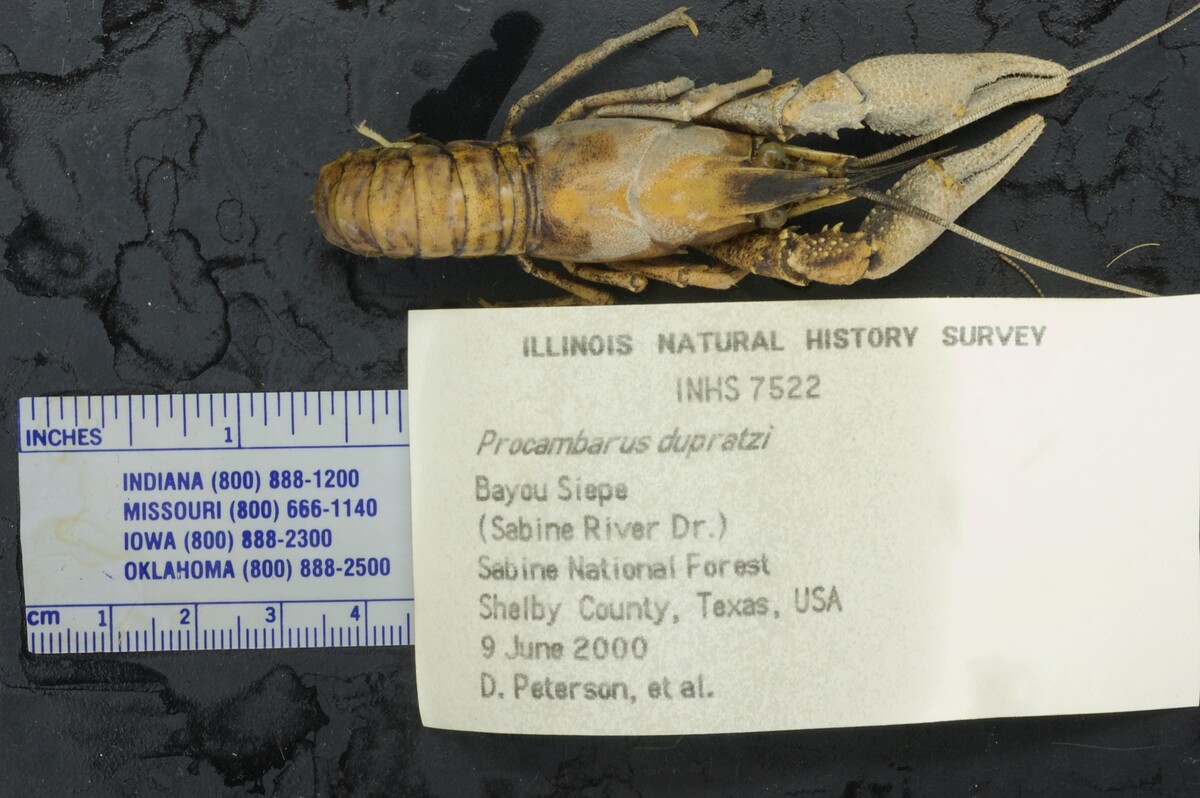 Procambarus dupratzi image